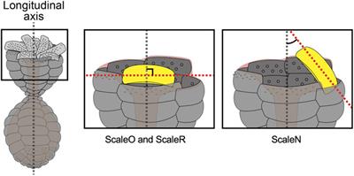 Three-dimensional architecture and assembly mechanism of the egg-shaped shell in testate amoeba Paulinella micropora